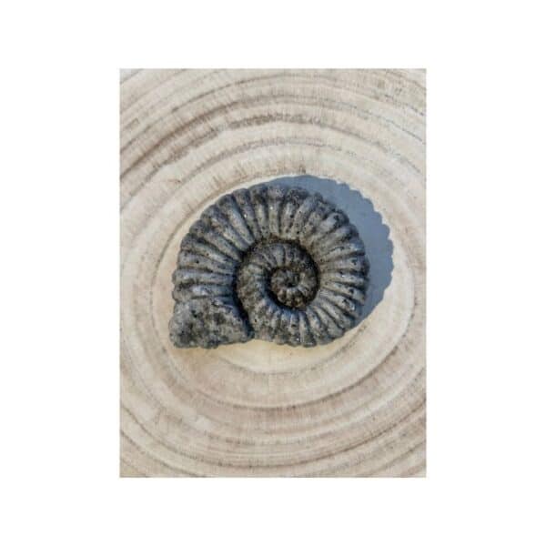 Schnecke, Fossil aus Zement